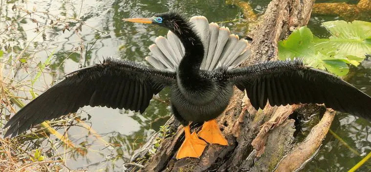 Anhinga (Anhinga anhinga)