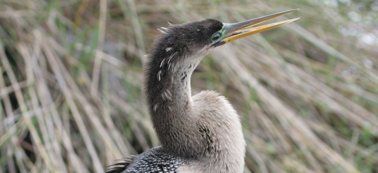 Anhinga (Anhinga anhinga)