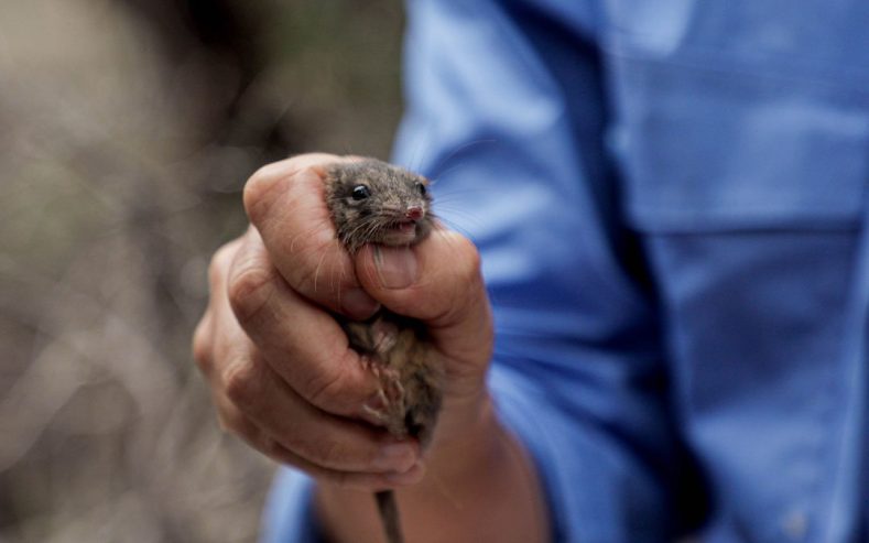 Antechinus Released by Australian Wildlife Conservancy