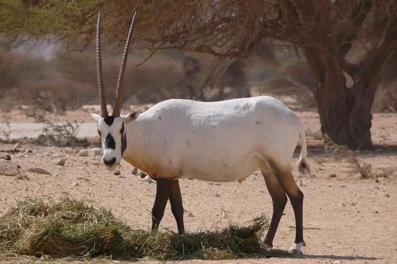 Arabian Oryx