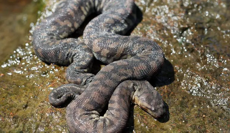 Arafura File Snake (Acrochordus arafurae)