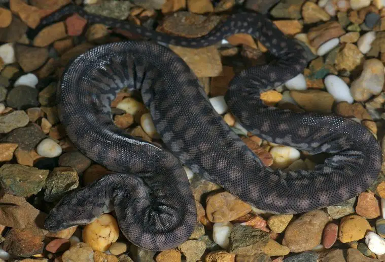 Arafura File Snake (Acrochordus arafurae)