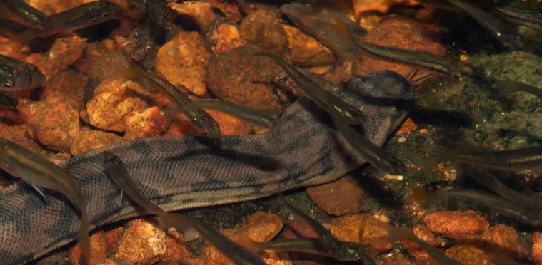 Arafura File Snake (Acrochordus arafurae)