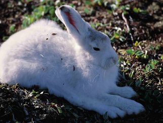 Arctic hare