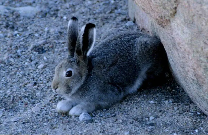 Arctic hare