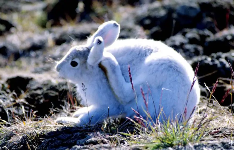 Arctic hare
