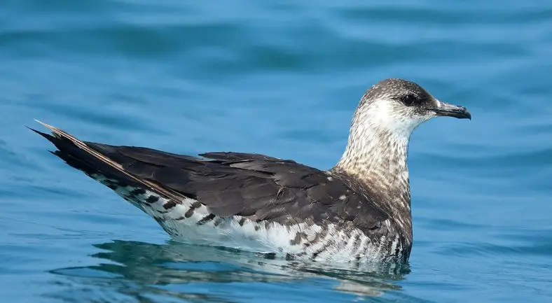 Arctic Skua