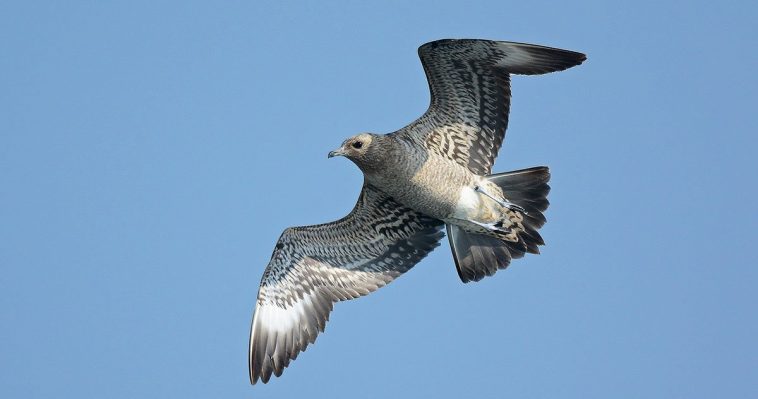 Arctic Skua