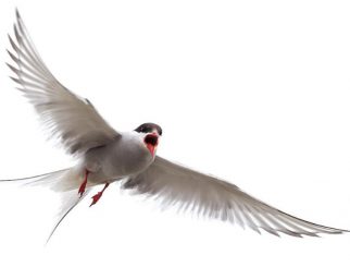 Arctic Tern