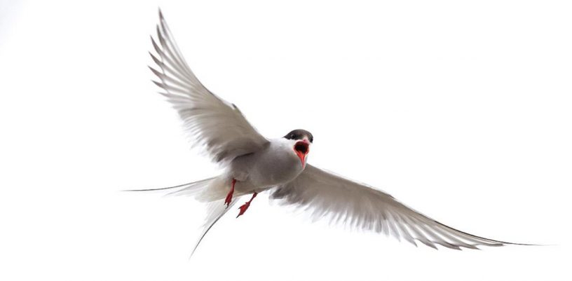 Arctic Tern