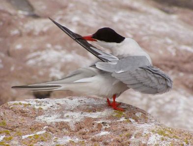 Arctic Tern