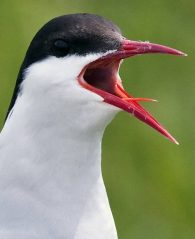 Arctic Tern