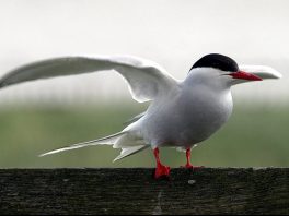 Arctic Tern