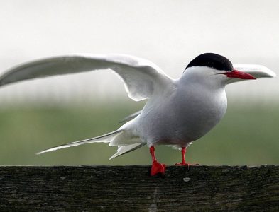 Arctic Tern