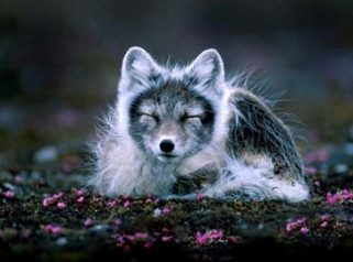arctic fox
