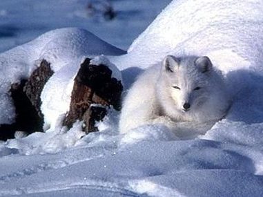 arctic fox