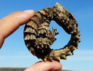 Armadillo Girdled Lizard