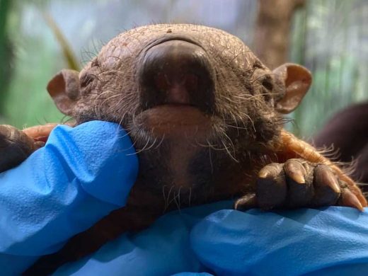 Giant Hairy Armadillo Pups at Edinburgh Zoo