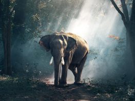 asian elephant