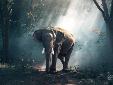 asian elephant