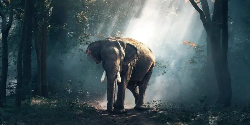 asian elephant