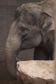 asian elephant
