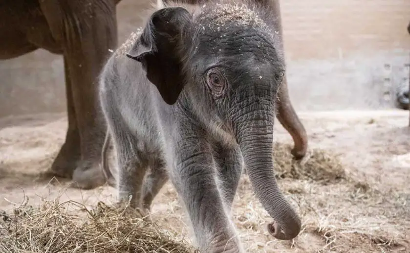 Elephant Calf Columbus Zoo and Aquarium