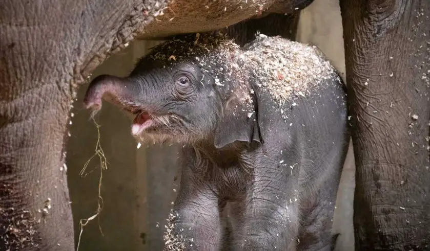 Elephant Calf Columbus Zoo and Aquarium