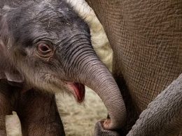 Asian Elephant Calf Born at Fort Worth Zoo