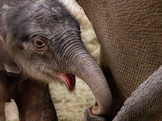 Asian Elephant Calf Born at Fort Worth Zoo