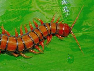 Asian giant centipede