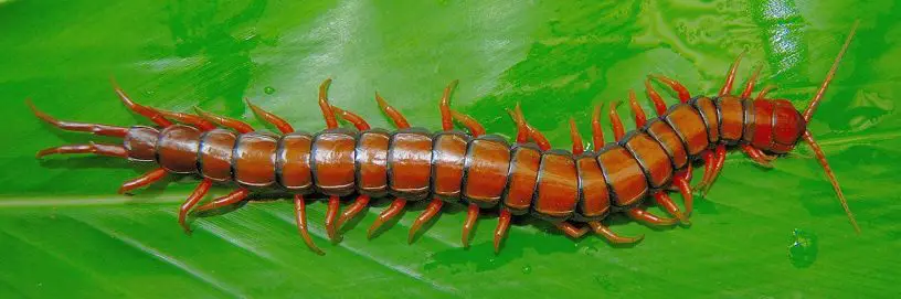 Asian giant centipede