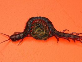Asian giant centipede