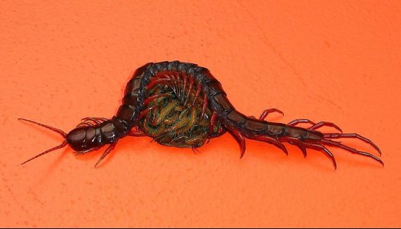 Asian giant centipede