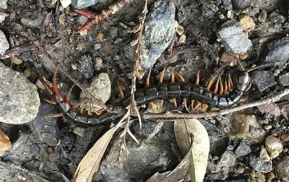 Asian giant centipede