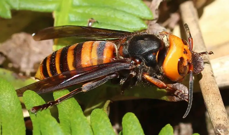 Asian Giant Hornet