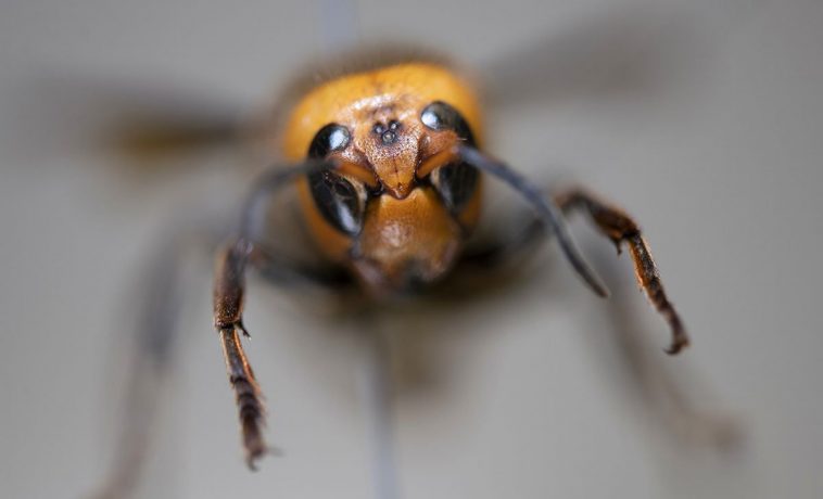 Asian Giant Hornet