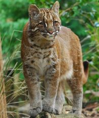 golden cat