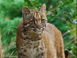 golden cat