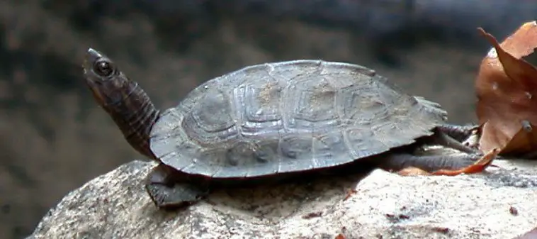 Asian leaf turtle