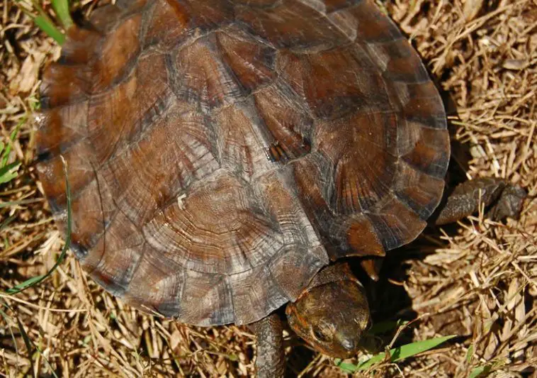 Asian leaf turtle