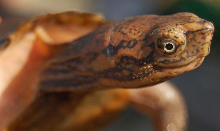Asian leaf turtle
