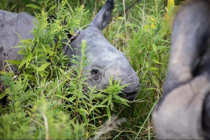 Asian one-horned rhino calf The Wilds