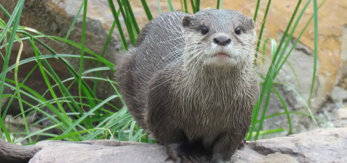 Asian Small-Clawed Otter (Aonyx cinerea)