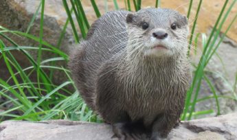 Asian Small-Clawed Otter (Aonyx cinerea)