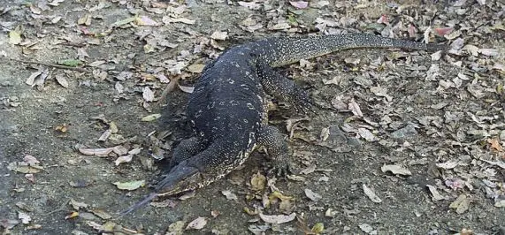 asian water monitor