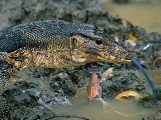 asian water monitor