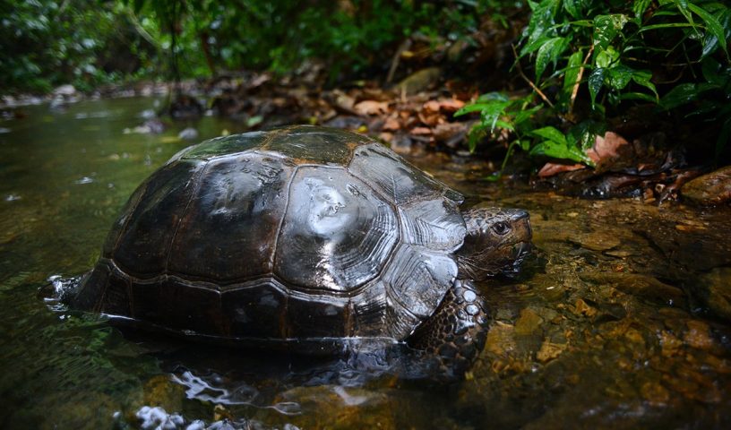 Asian forest tortoise