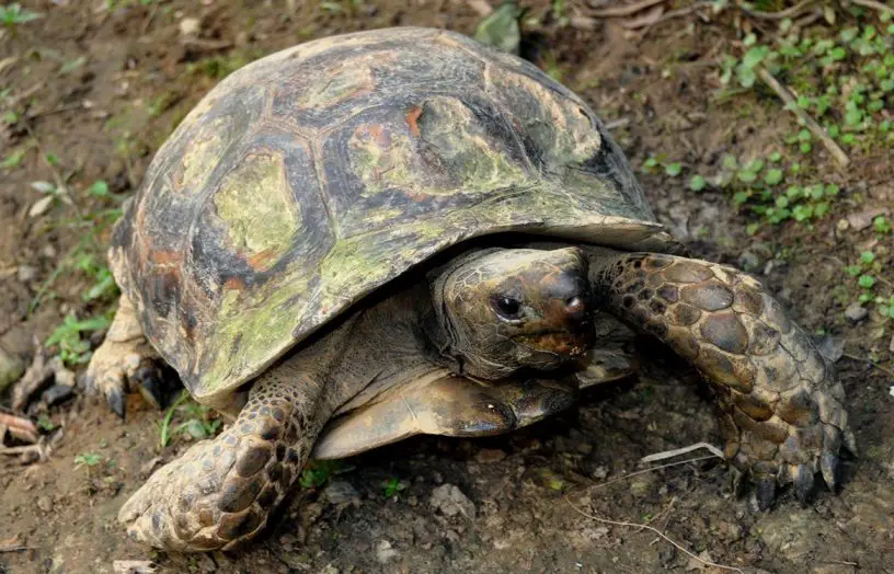 Asian forest tortoise