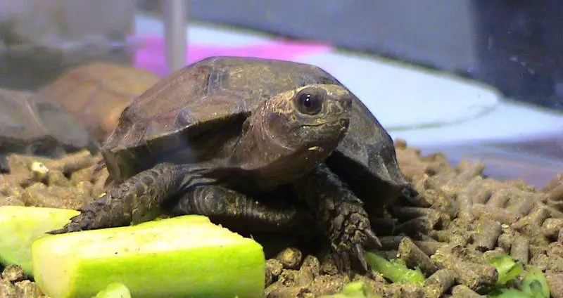 Asian forest tortoise